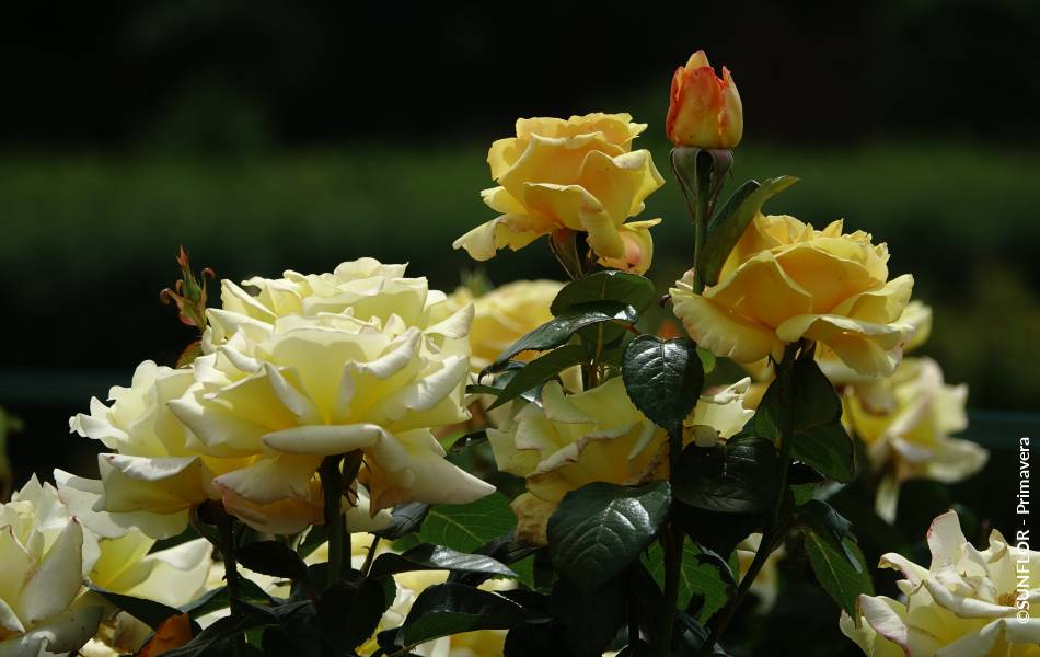 ©SUNFLOR - Primavera